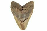 Bargain, Fossil Megalodon Tooth - Feeding Worn Tip #188216-1